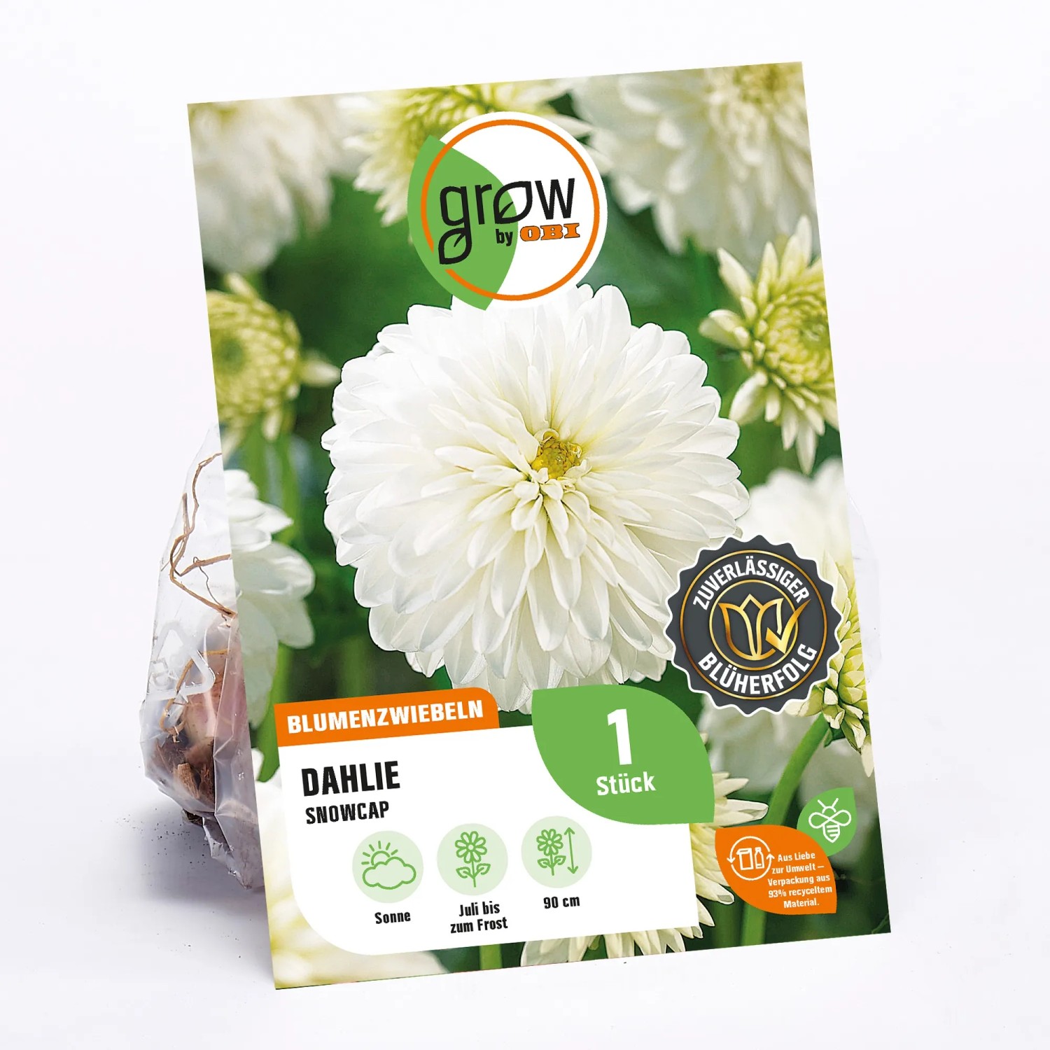 GROW by OBI Dahlie Snow Cap, weiße Blüte, Höhe ca. 90cm, Blumenzwiebel.