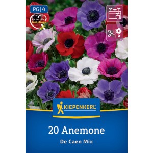 Kiepenkerl Blumenzwiebel Kronen-Anemone De Caen Mischung, 20 Stück. Bunte Blüten in Weiß, Rosa, Rot, Lila. Zieht Nützlinge an.