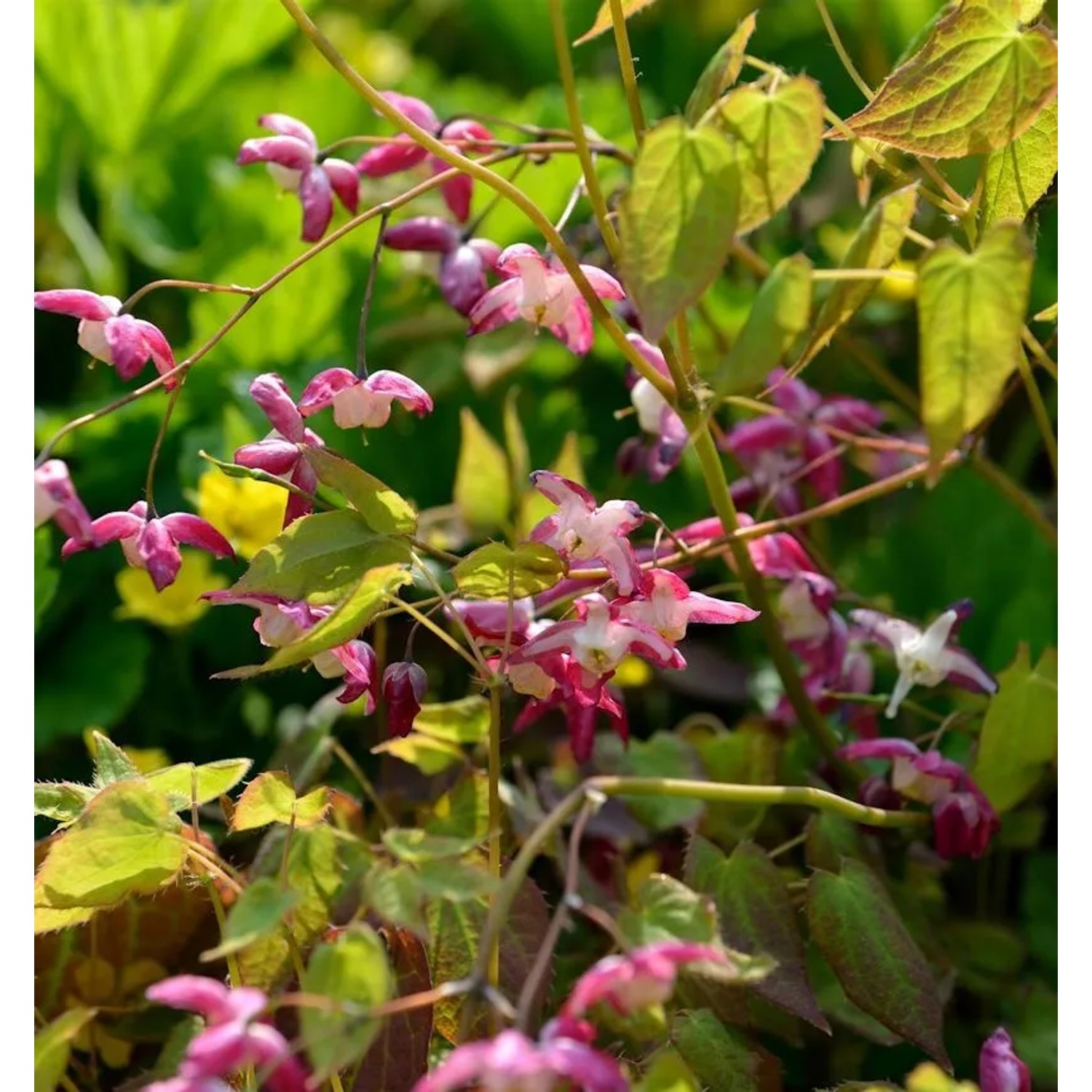 Elfenblume Galadriel - Epimedium rubrum