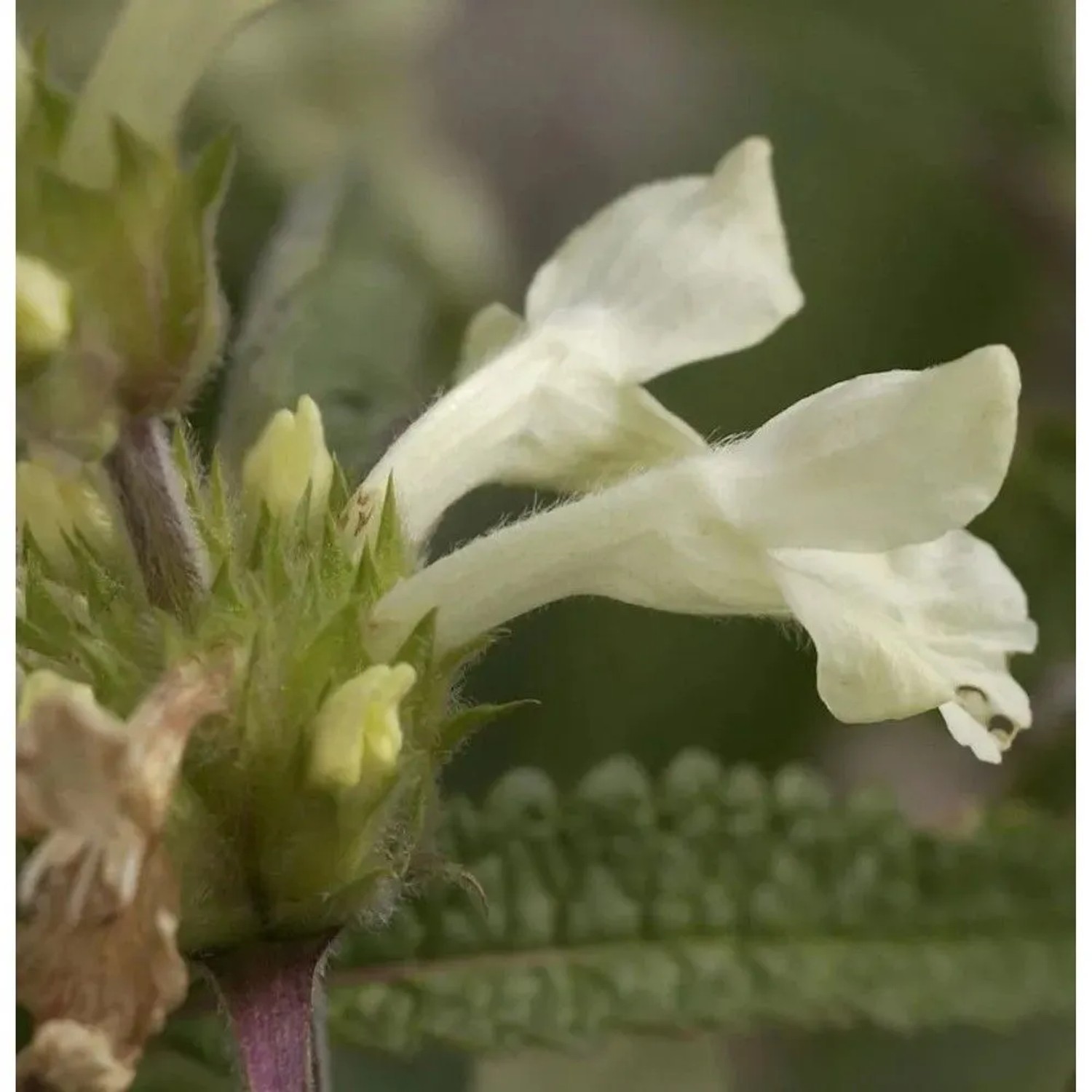 Aufrechte Ziest - Stachys recta