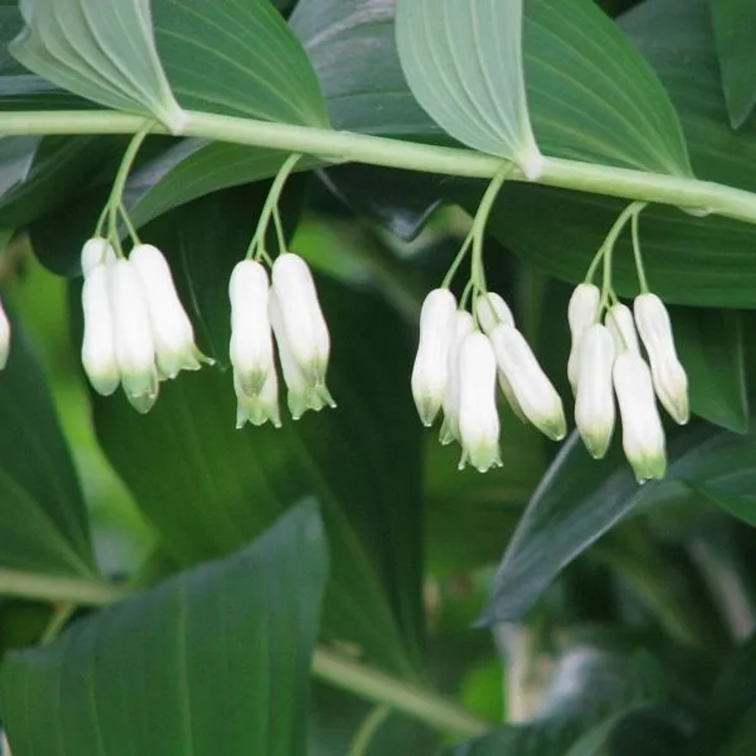 6 x Vielblütiger Salomonsiegel Polygonatum multiflorum Topf 9cm Schnittblume