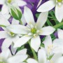 Nahaufnahme des Dolden-Milchsterns (Ornithogalum umbellatum) mit weißen Blüten im 9x9 cm Topf.