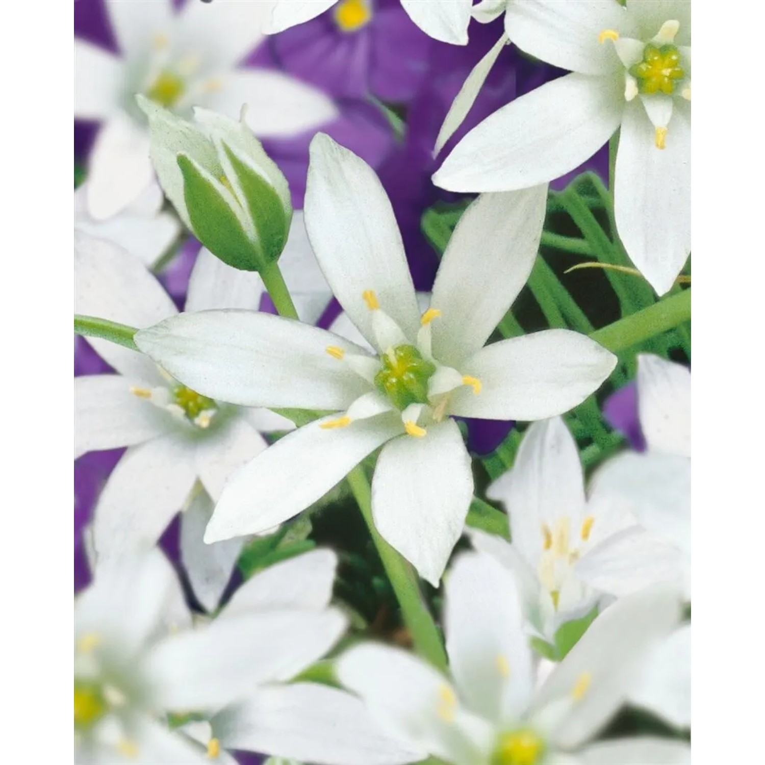 Nahaufnahme des Dolden-Milchsterns (Ornithogalum umbellatum) mit weißen Blüten im 9x9 cm Topf.