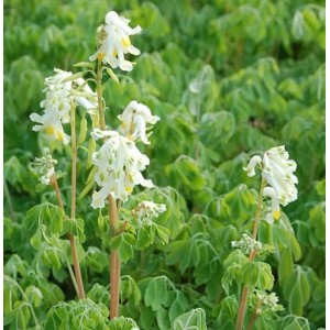 Cremefarbener Lerchensporn (Corydalis ochroleuca) Staude mit weißen Blüten und grünen Blättern.