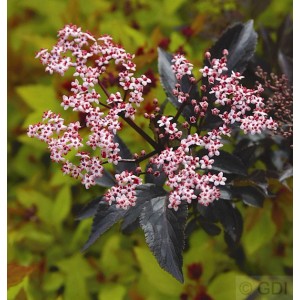 Schwarzer Holunder Black Beauty mit rosa Blüten und dunklem Laub.
