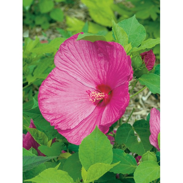 Hibiskus kaufen bei OBI