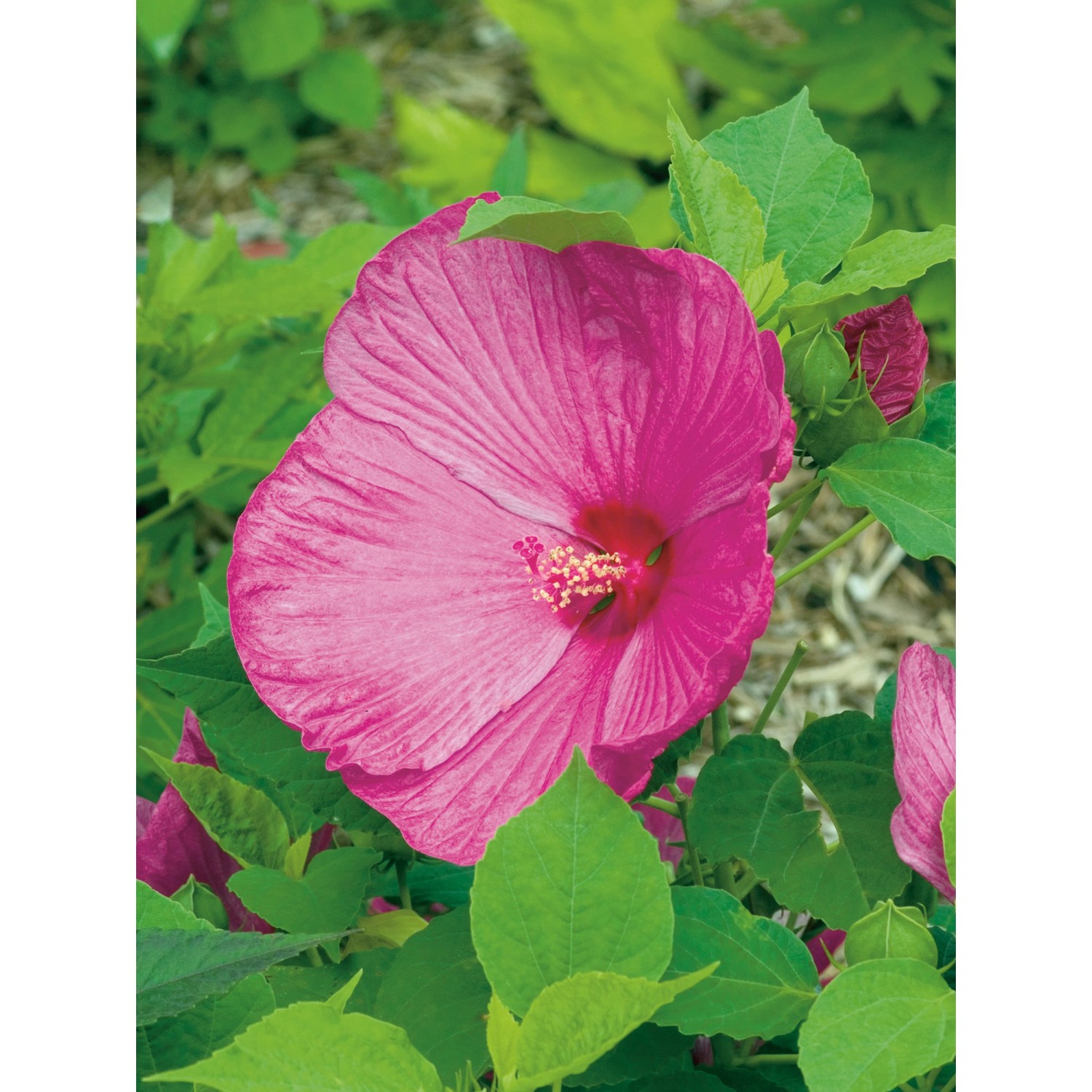 GartenEibisch "Luna" Rosa Höhe ca. 30 40 cm Topf ca. 5 l Hibiscus