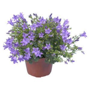 Glockenblume Get Mee Blau im Topf, eine blühende Zimmerpflanze von GROW by OBI.