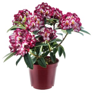 Alpenrose 'Eyecatcher Exotic' im Topf: Rhododendron mit violett-weißen Blüten und gelben Akzenten.