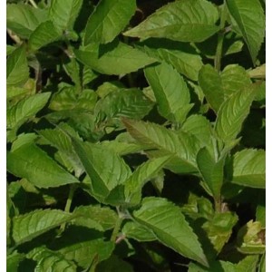 Nahaufnahme der grünen Blätter der Indianernessel Twins (Monarda fistulosa).