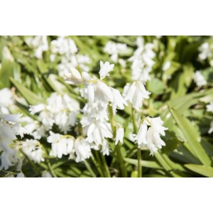 Nahaufnahme von weißen Spanischen Hasenglöckchen (Hyacinthoides hispanica) im Topf.