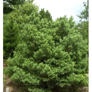 Grüne Zwerg-Kiefer Sandringham (Pinus sylvestris) im Garten.