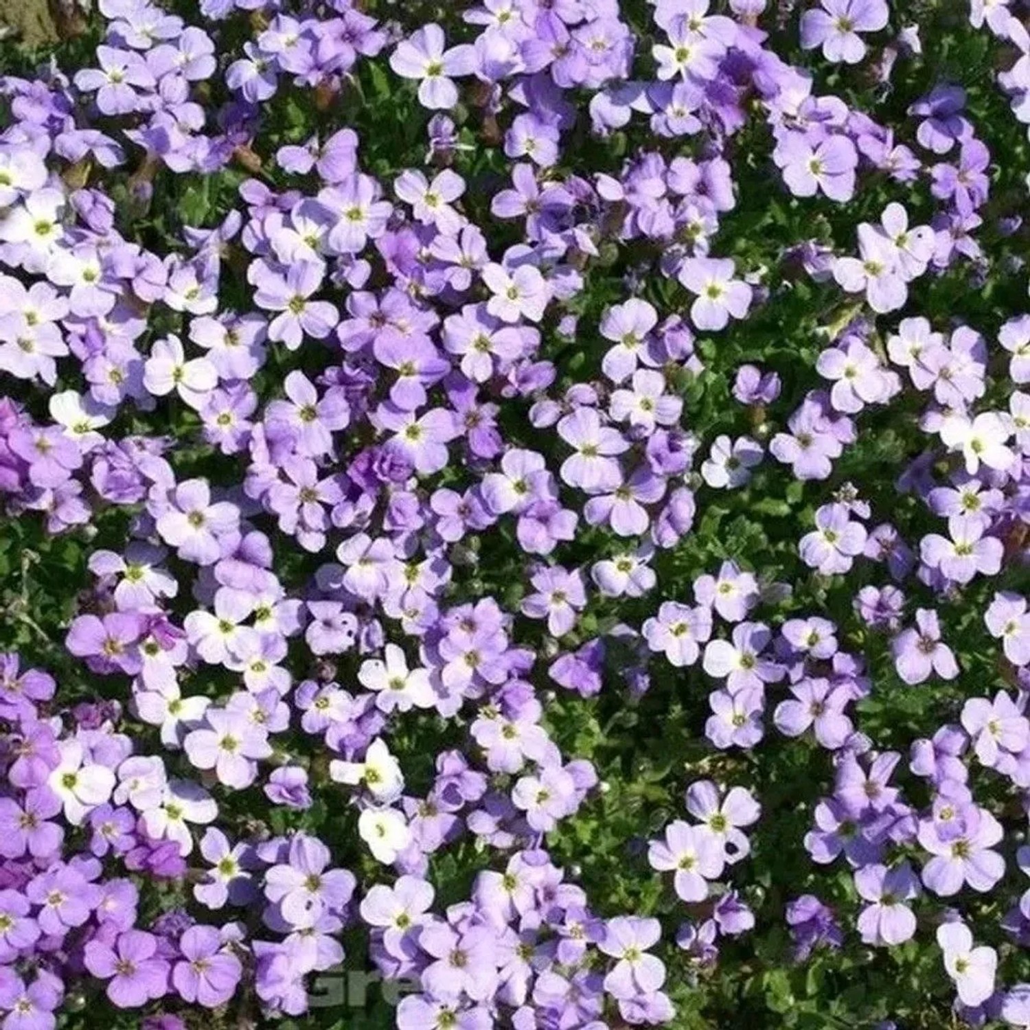 Blaukissen Clio - Aubrieta cultorum