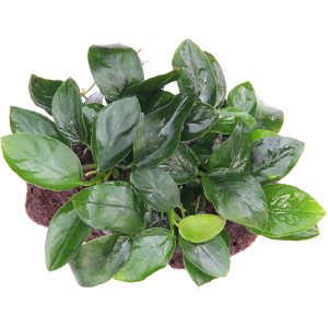 Dennerle Aquariumpflanze Anubias Nana auf Stein, grüne Blätter. Dekorative Wasserpflanze für Aquarien.