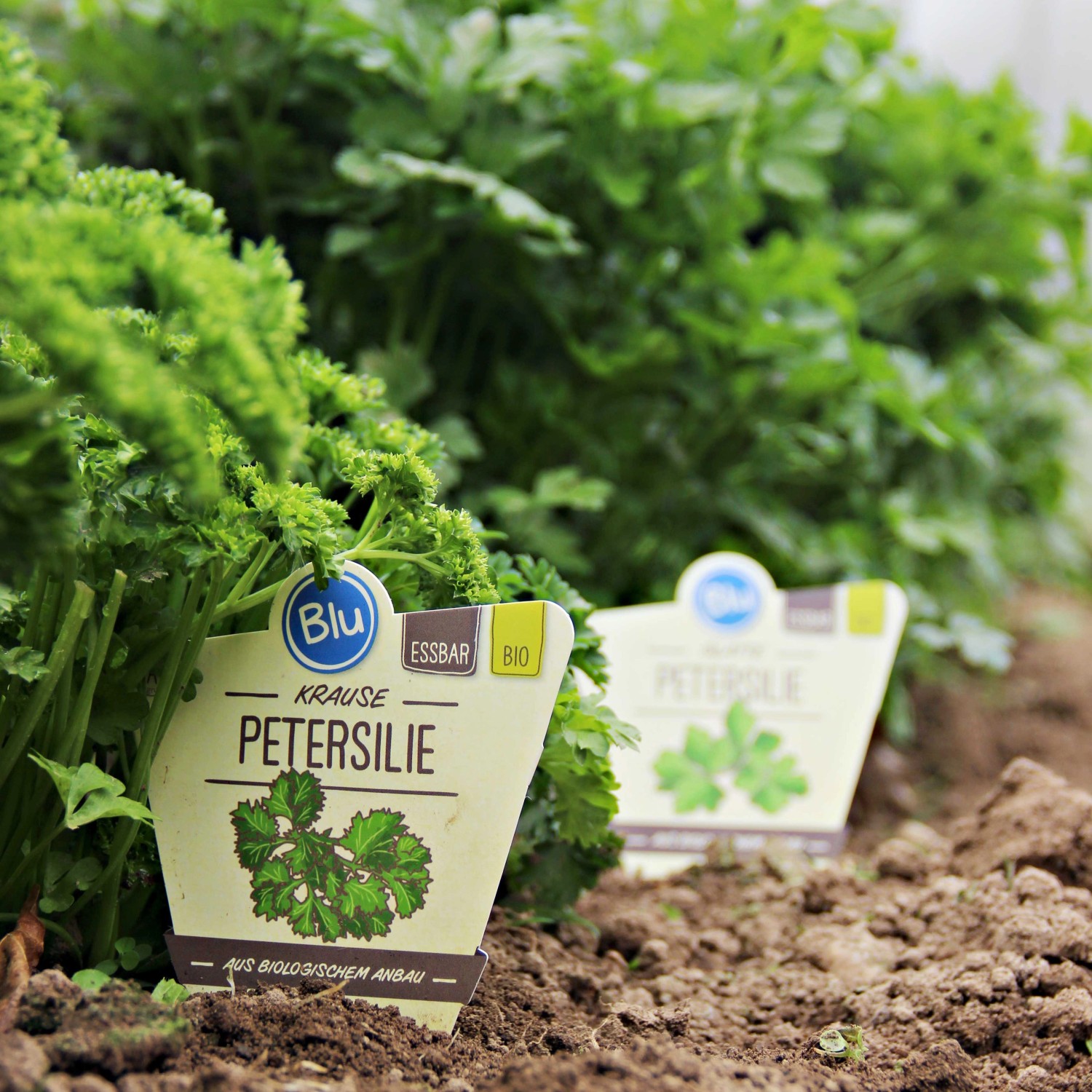 Blu Bio-Petersilie Krause im Topf, grüne, krause Blätter im Beet.