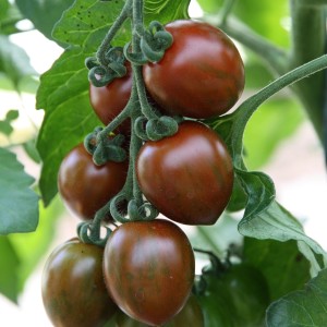 Blu Tomate Balkonia, dunkelrote Früchte an der Pflanze.