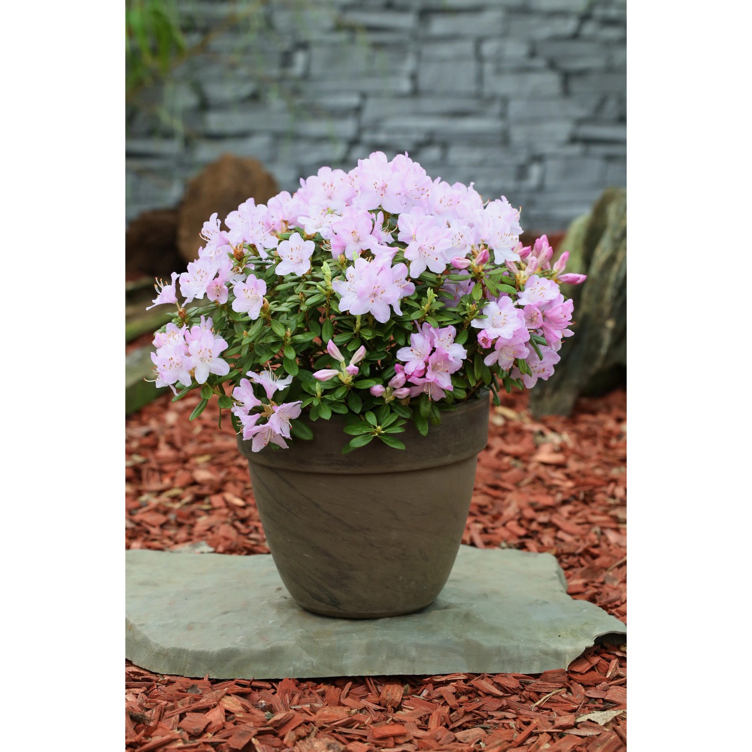 Zwergrhododendron 'Snipe' pemakoense 20 - 30 cm Topf 4,6 l kaufen bei OBI