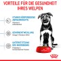 Welpe großer Rasse vor rotem Napf mit Royal Canin Maxi Puppy Trockenfutter.