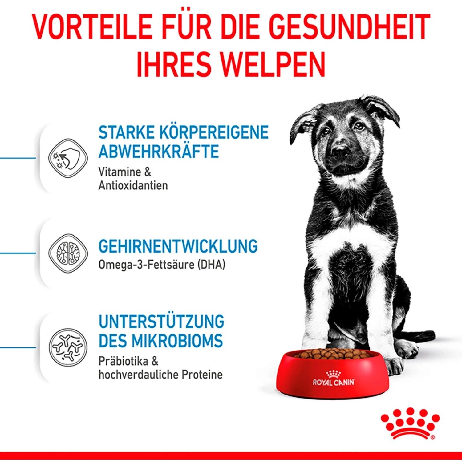 Welpe großer Rasse vor rotem Napf mit Royal Canin Maxi Puppy Trockenfutter.