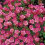 Moossteinbrech 'Rosenzwerg' mit rosa Blüten im Topf, ideal für Beet und Gruppenbepflanzung.