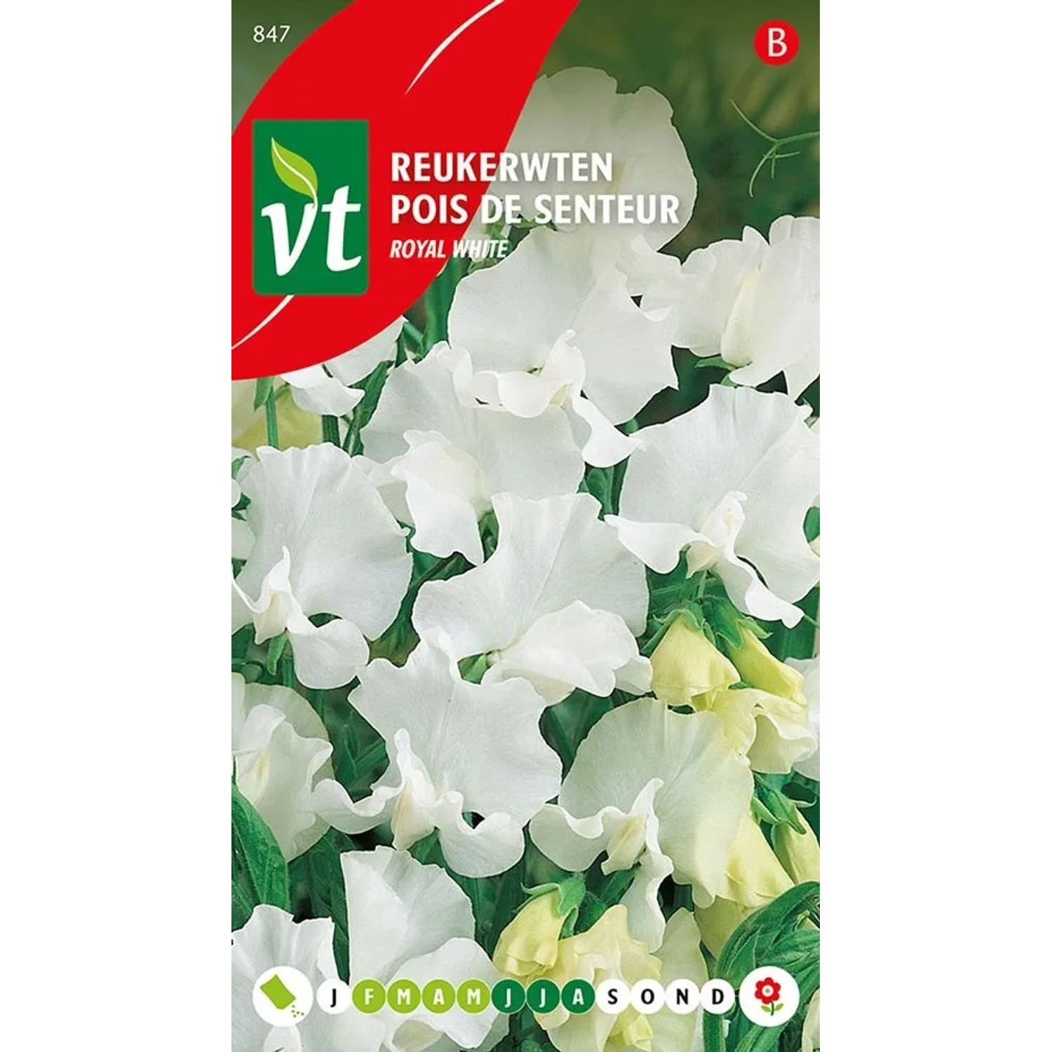 Dufterbsen Königlich Weiß SamenCa. 3 grDuftende Blumen in der Farbe Weiß