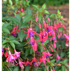 Fuchsie Tom Thumb (Fuchsia magellanica) mit rot-violetten Blüten und grünen Blättern.