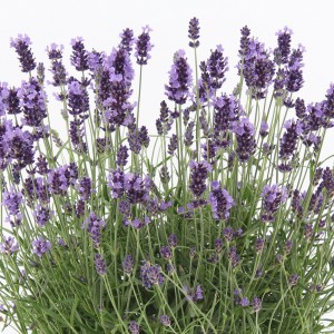 Detailaufnahme des violett blühenden OBI Lavendel Felice Premium Provence im Topf.
