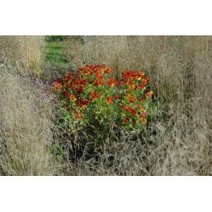 Sonnenbraut 'Baudirektor Linne' mit rot-gelben Blüten im Beet, ca. 11x11 cm Topf.