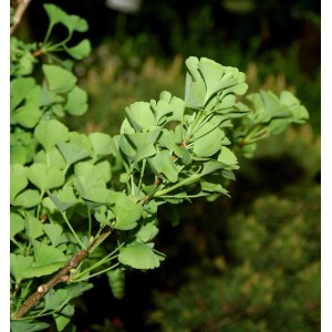 Ginkgo Little Emperor Strauch, 15-20cm, mit grünen Blättern.