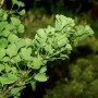 Ginkgo Little Emperor Strauch, 15-20cm, mit grünen Blättern.