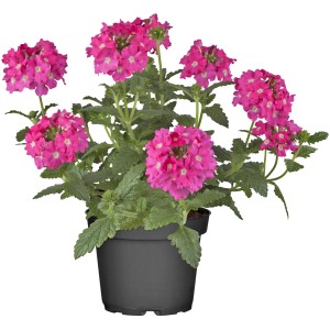 Pink blühendes Eisenkraut (Verbena) im Topf, eine bienenfreundliche Staude von GROW by OBI.