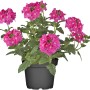 Pink blühendes Eisenkraut (Verbena) im Topf, eine bienenfreundliche Staude von GROW by OBI.