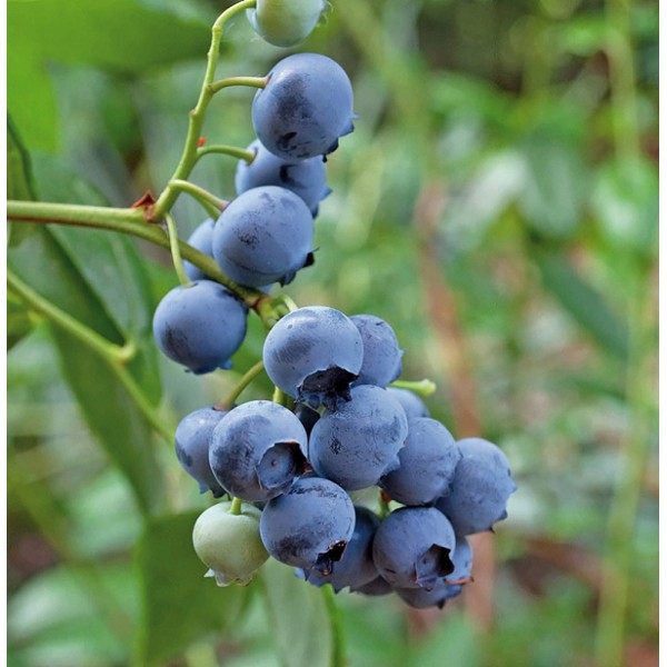 Heidelbeeren kaufen bei OBI
