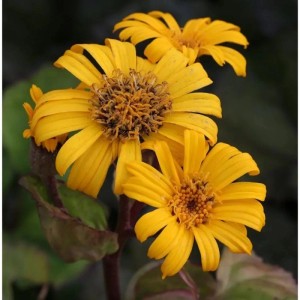 Drei leuchtend gelbe Blüten der Ligularia dentata Midnight Lady Staude mit dunkler Mitte. Blütezeit Juli-September.