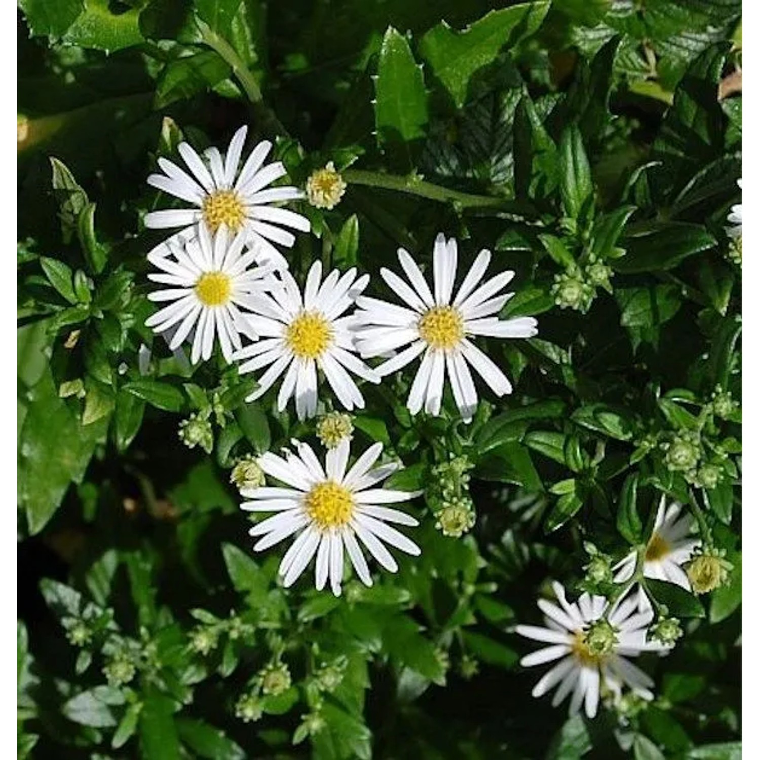 Wild Aster Ashvi - Aster ageratoides