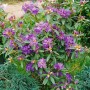 Immergrüner Rhododendron Govenianum mit rosa-violetten Blüten, ca. 40-50 cm hoch.