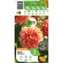 Verpackung der GROW by OBI Dahlie Orange Nugget Blumenzwiebel, Höhe ca. 35 cm.
