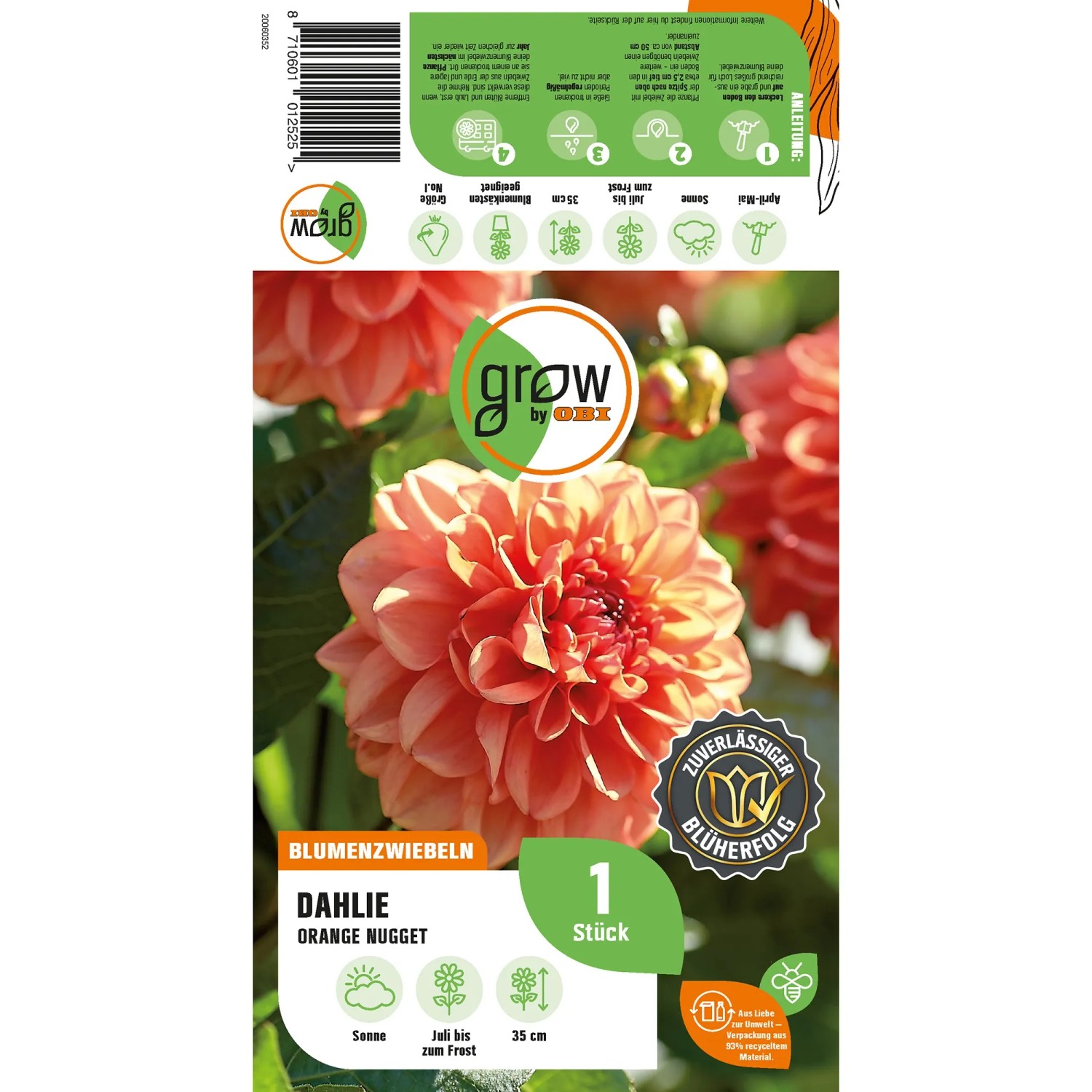 Verpackung der GROW by OBI Dahlie Orange Nugget Blumenzwiebel, Höhe ca. 35 cm.