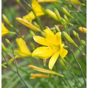 Gelbe Taglilie 'Suzy Wong' (Hemerocallis) im Detail, eine attraktive Staude für den Garten.