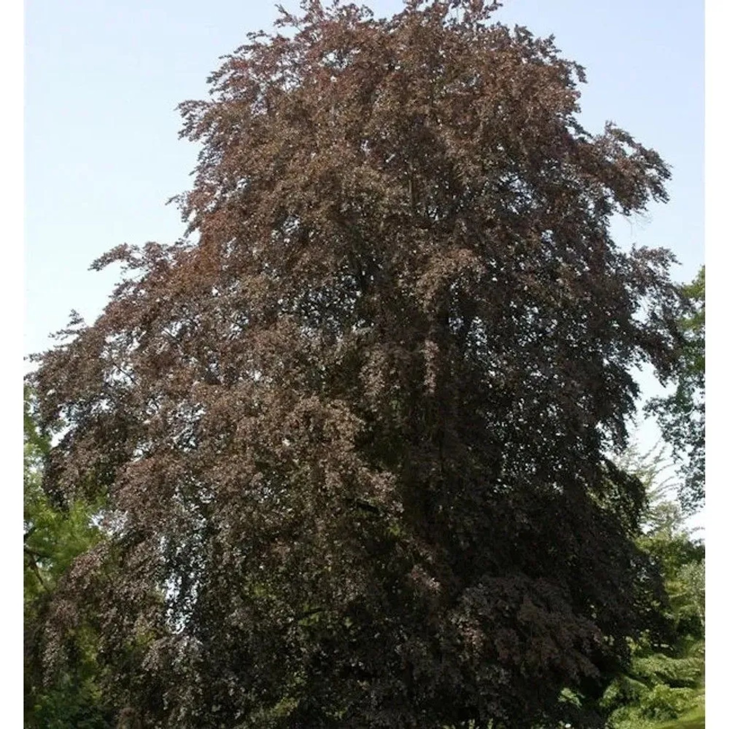 Blutbuche 80-100cm - Fagus sylvatica