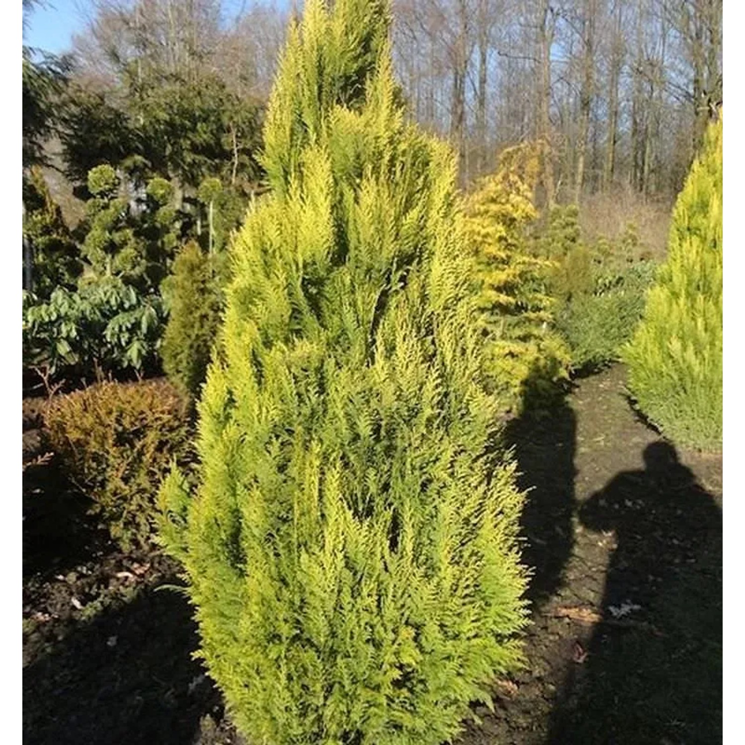 Scheinzypresse Erecta Aurea 30-40cm - Chamaecyparis,awsoniana