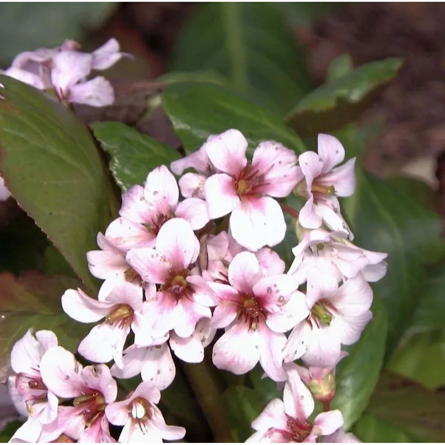 Bergenie Dragonfly Angelkiss - Bergenia cordifolia