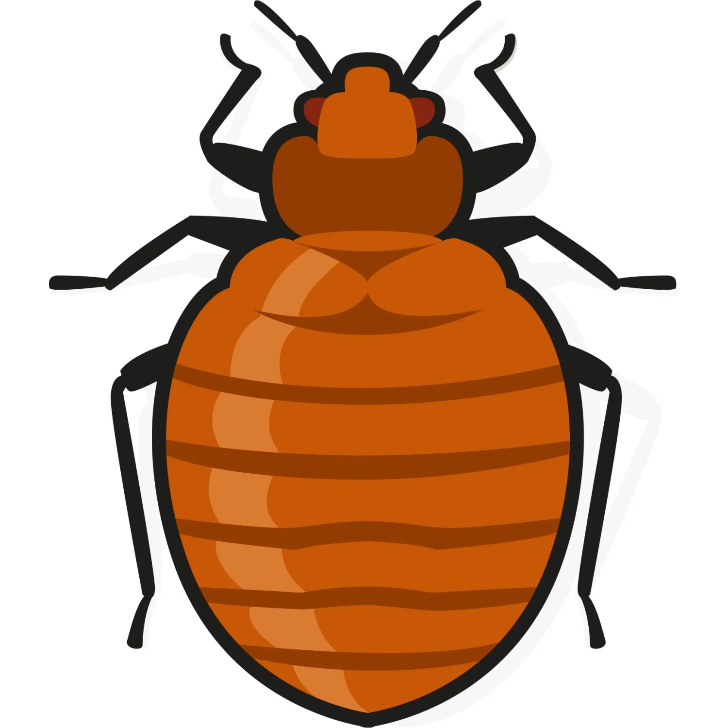 Grafik einer Bettwanze, braun, zur Illustration von Nexa Lotte Insektenspray.