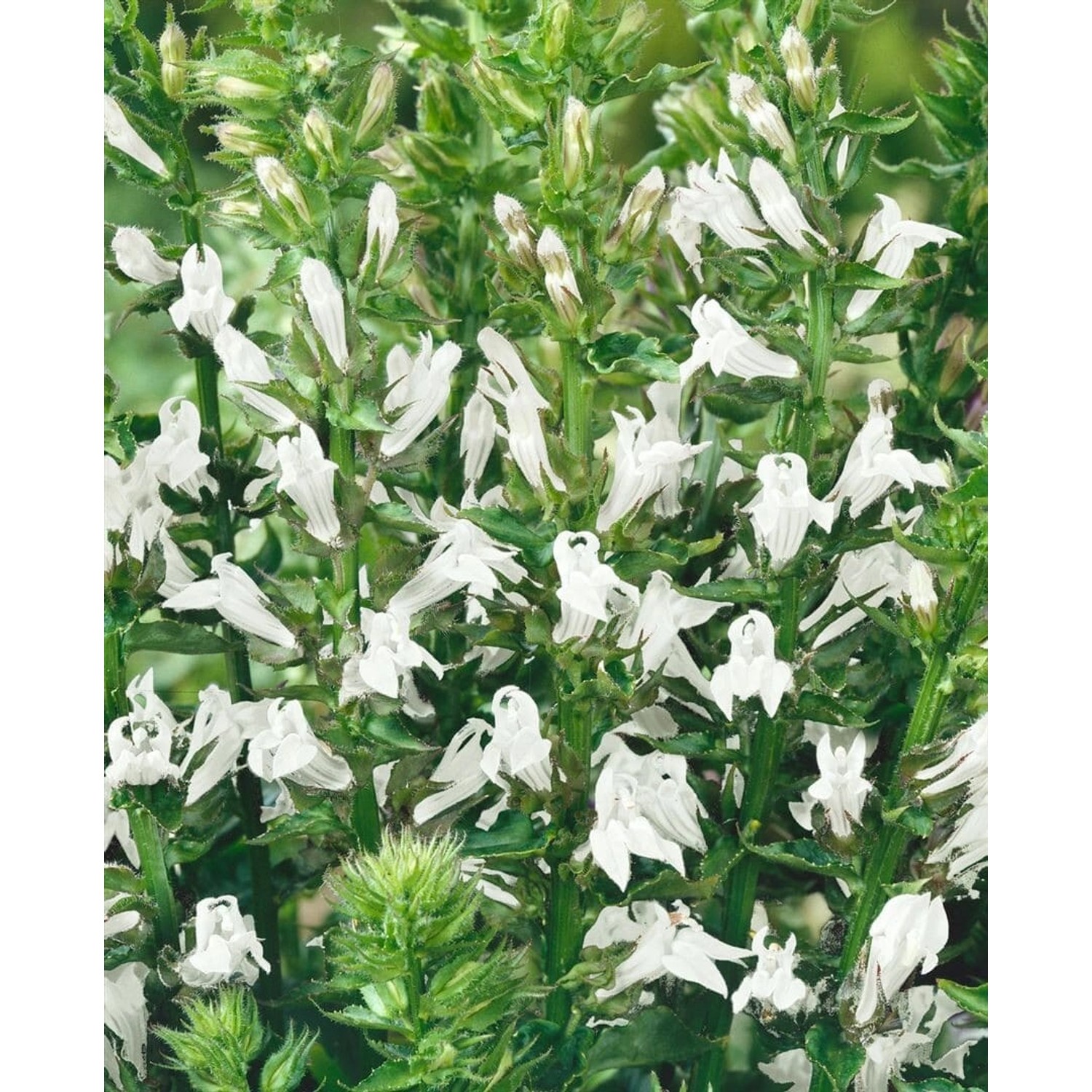 Lobelia Siphilitica Alba Blaue Lobelie Ca. 9x9 cm Topf günstig online kaufen