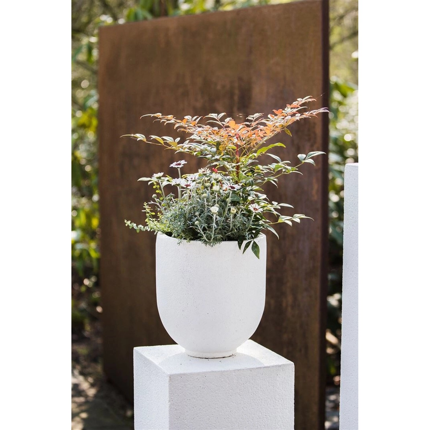 Nandina Domestica Obsessed Himmelsbambus Rotlaubig 20–30 cm günstig online kaufen