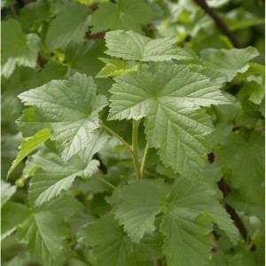 Nahaufnahme der grünen Blätter der Schwarzen Johannisbeere Tsema (Ribes nigrum).