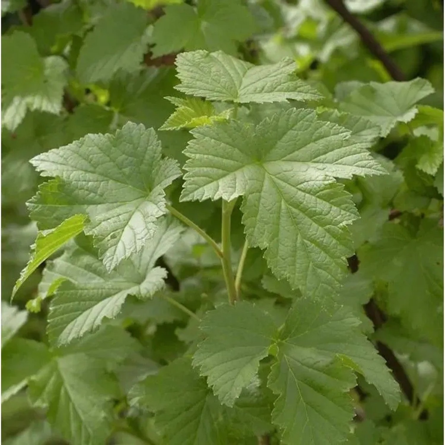 Hochstamm Schwarze Johannisbeere Tsema 100-125cm - Ribes nigrum