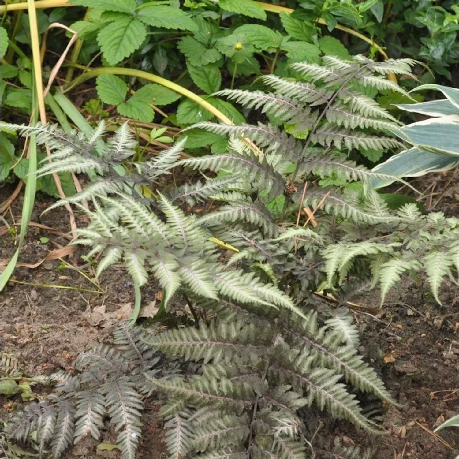 Regenbogenfarn Silver Falls - Athyrium niponicum