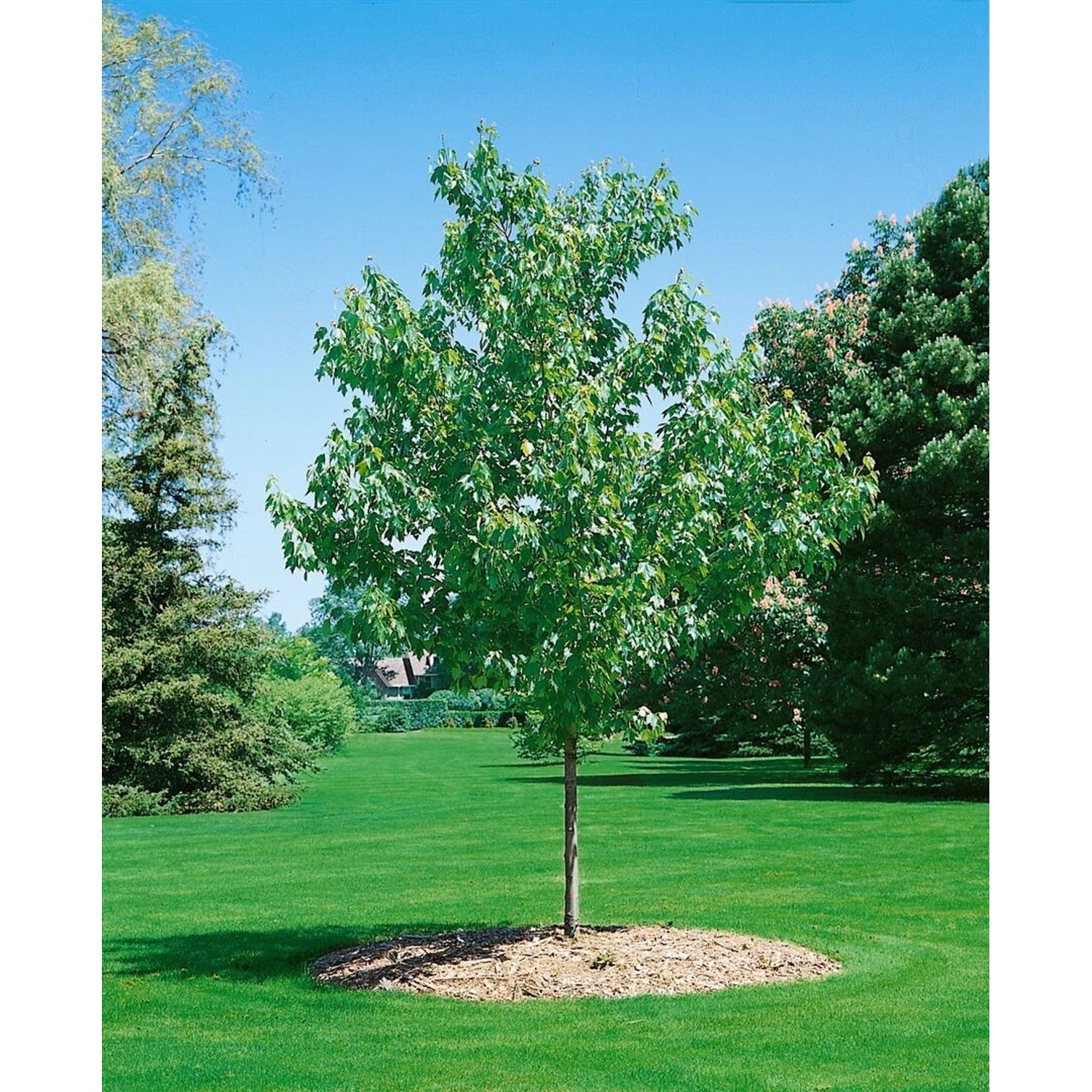 Acer Rubrum Green Pillar Rotahorn 100 cm Stammhöhe günstig online kaufen