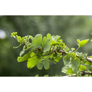 Nahaufnahme eines Ginkgo Biloba Troll Fächerblattbaums mit grünen Blättern.